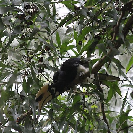 فندق كو فايامفي  Hornbill Hut المظهر الخارجي الصورة